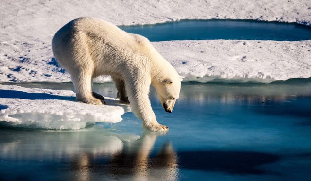 Une étude révèle que protéger 1,2 % de la Terre pourrait empêcher la plupart des extinctions