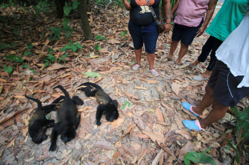 Plus de 200 singes hurleurs périssent lors des vagues de chaleur au Mexique