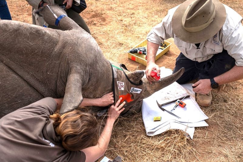 Des scientifiques marquent les cornes des rhinocéros avec des substances radioactives pour mettre fin au braconnage