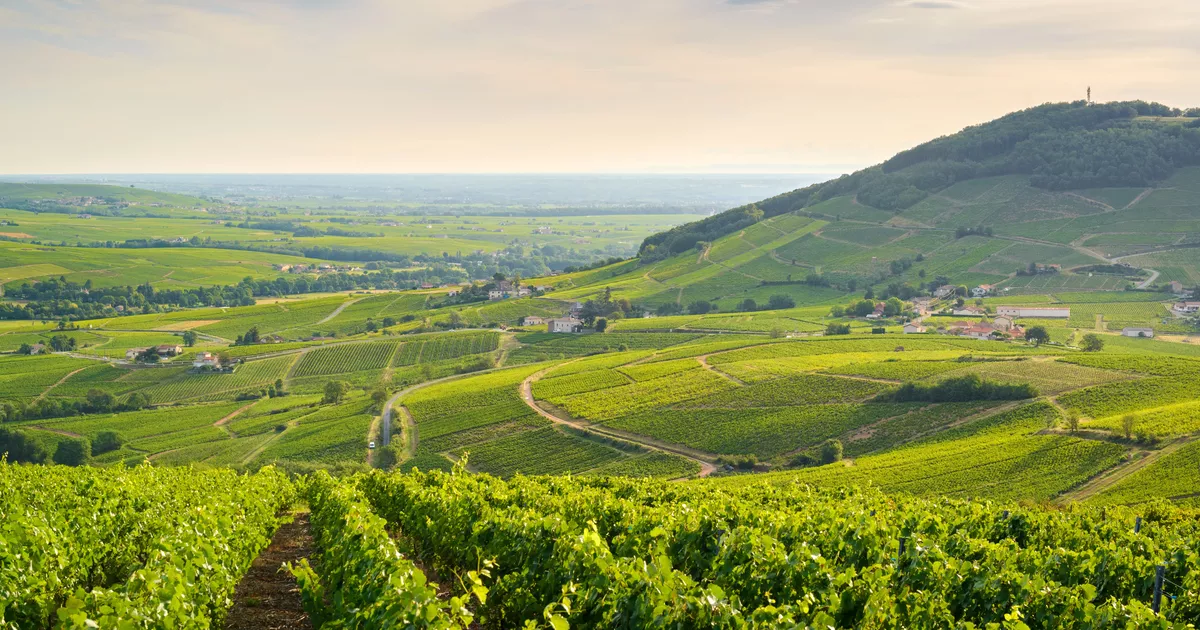 La production de vin en France en 2024 devrait chuter de 22 % en raison des intempéries